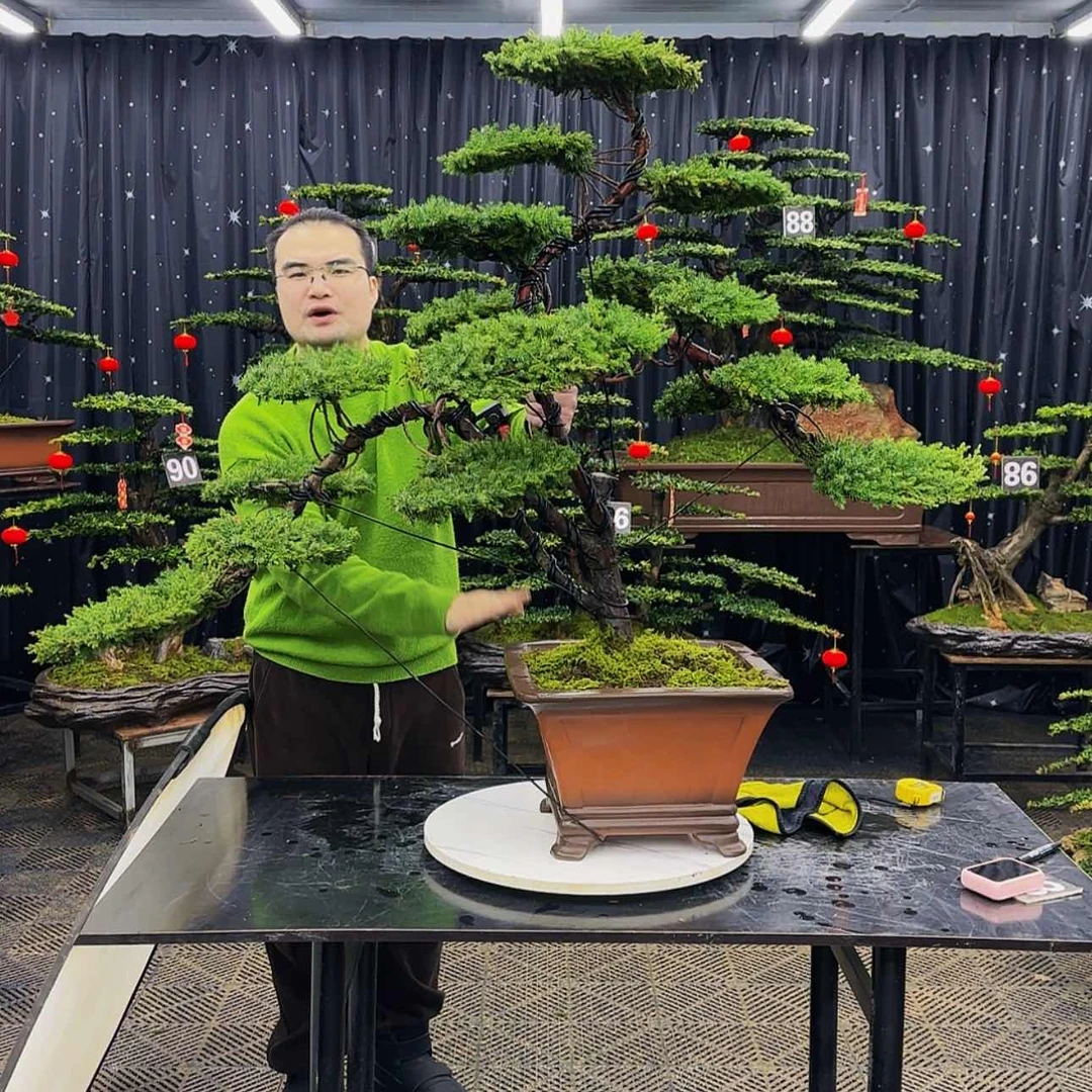 【闪购商品】高端盆景