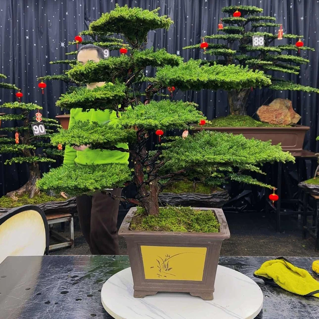 【闪购商品】高端盆景