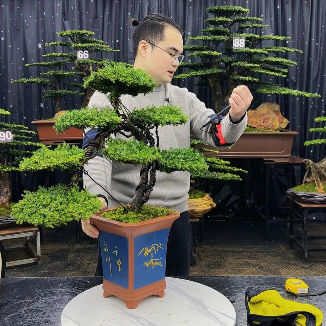 【闪购商品】高端盆景