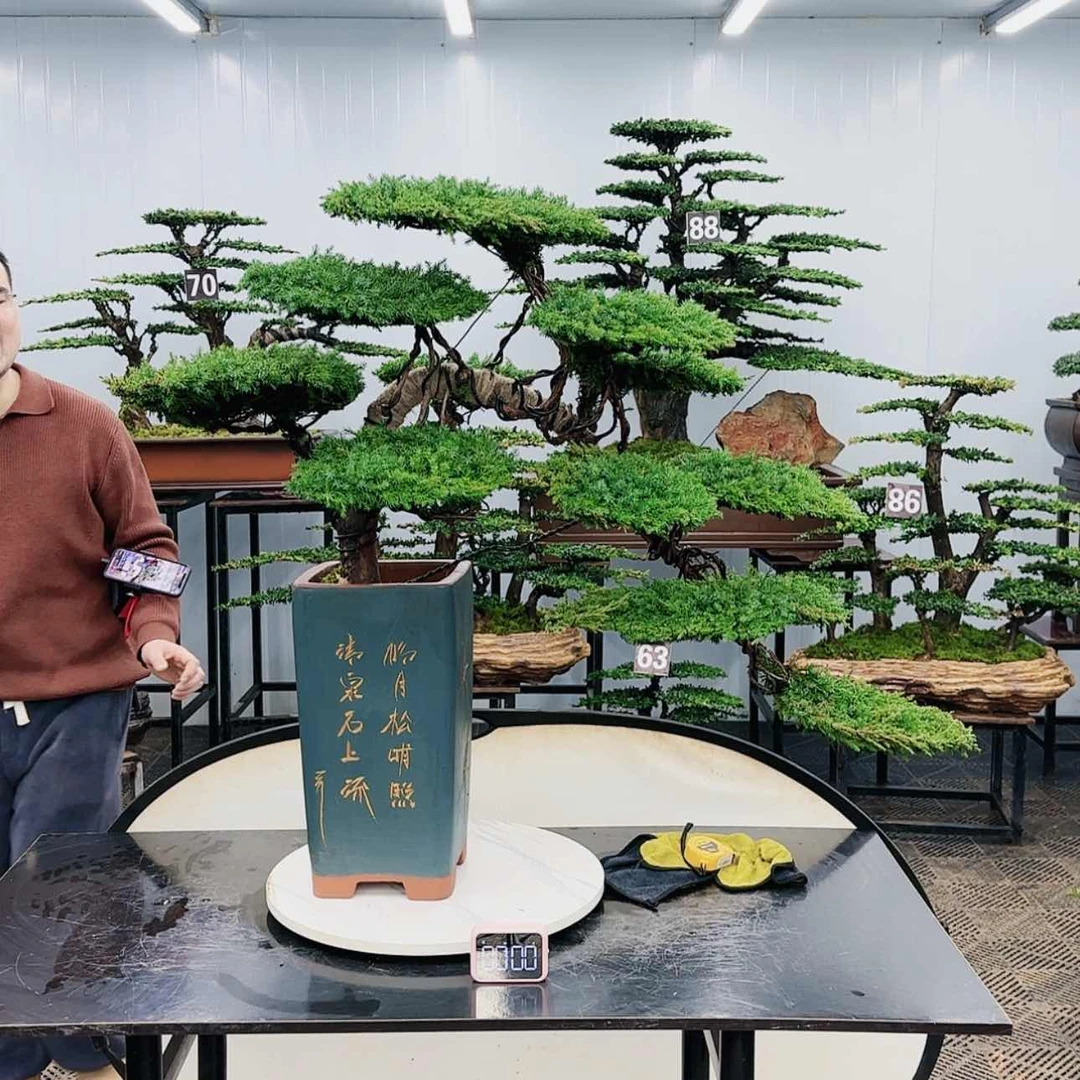 【闪购商品】高端盆景