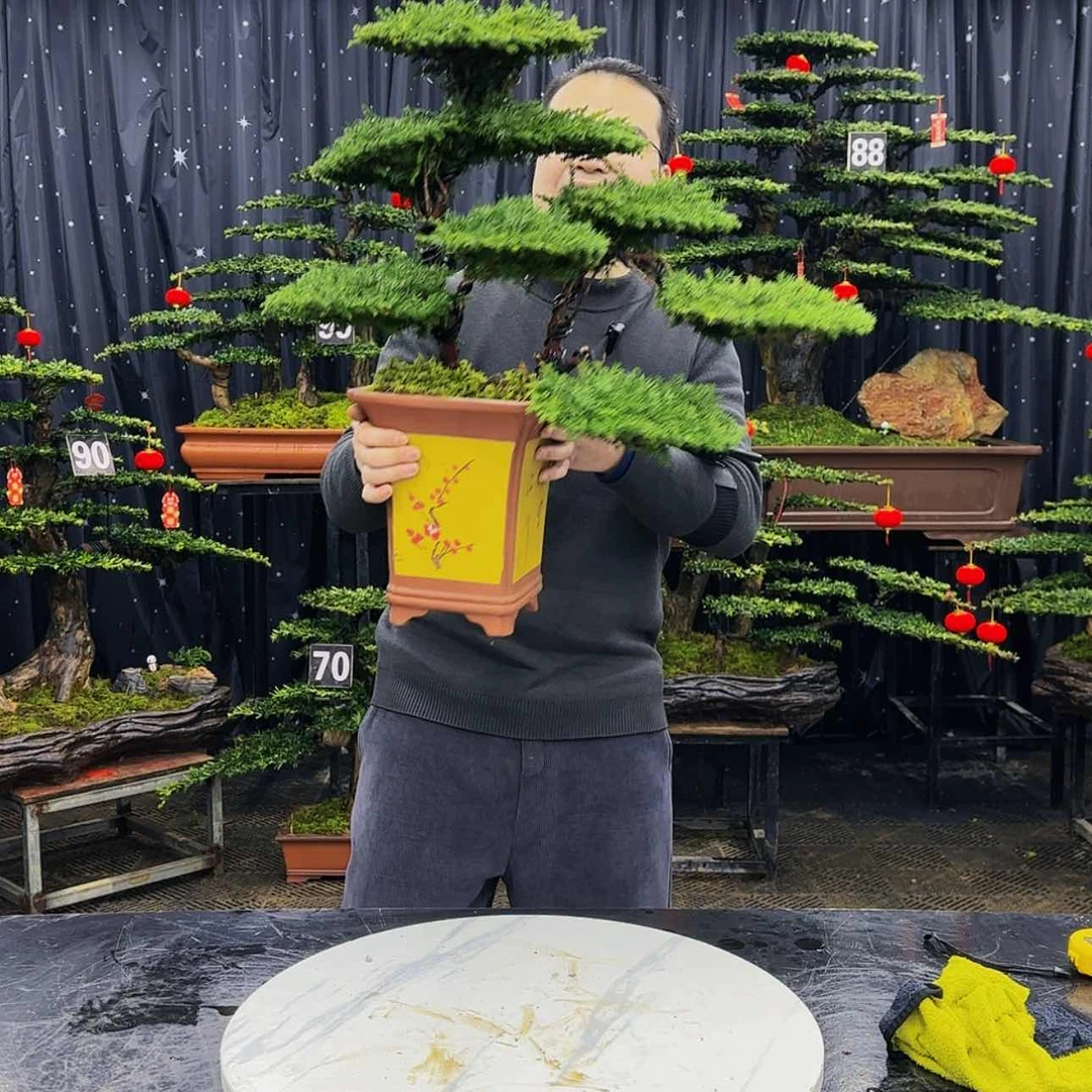 【闪购商品】高端盆景