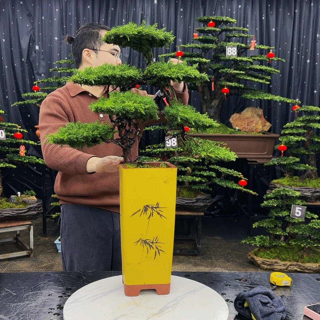 【闪购商品】高端盆景