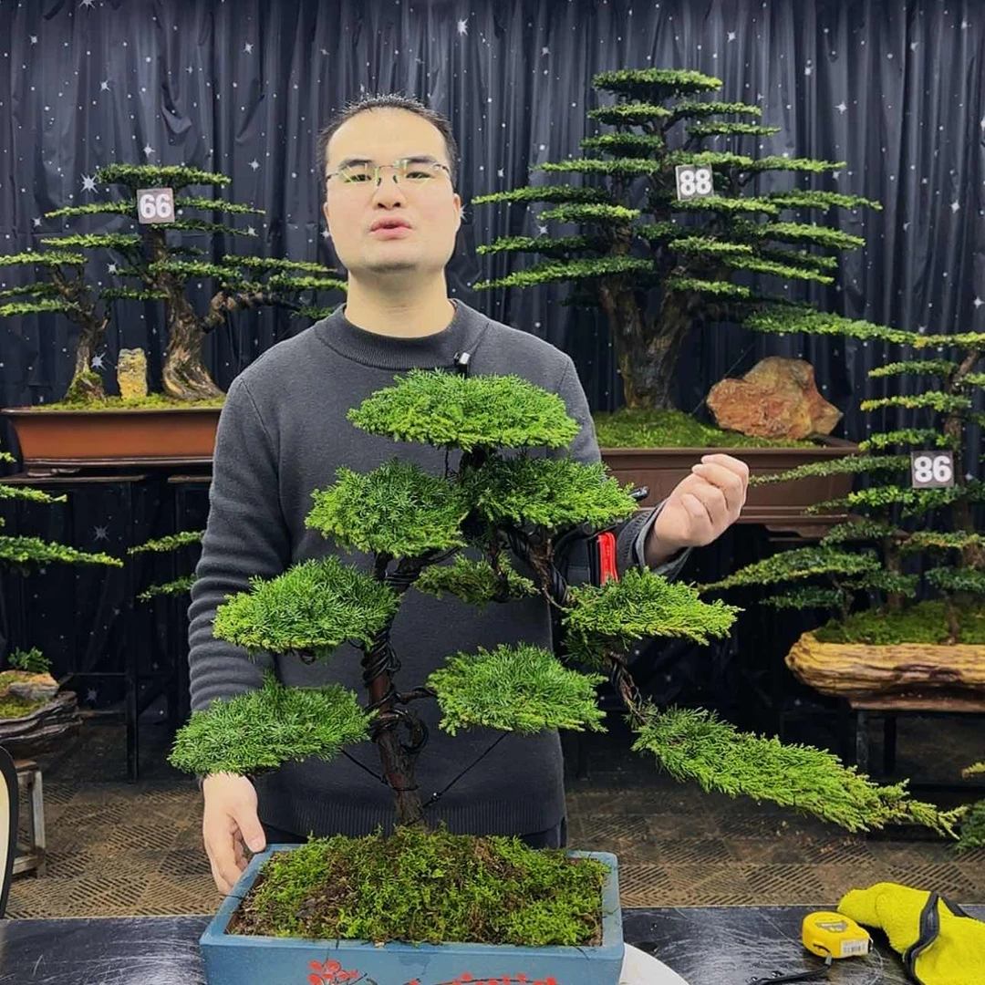 【闪购商品】高端盆景