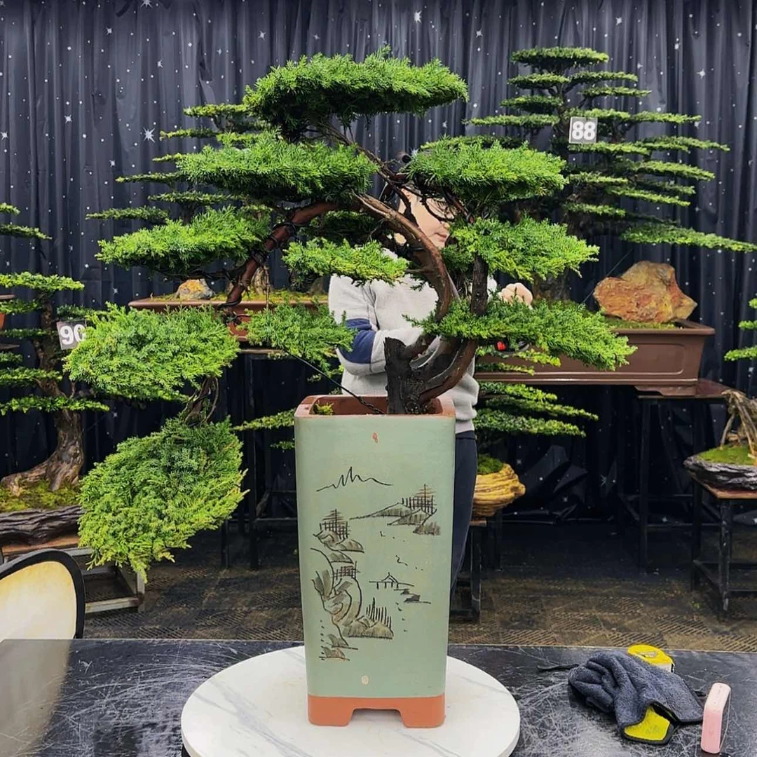 【闪购商品】高端盆景