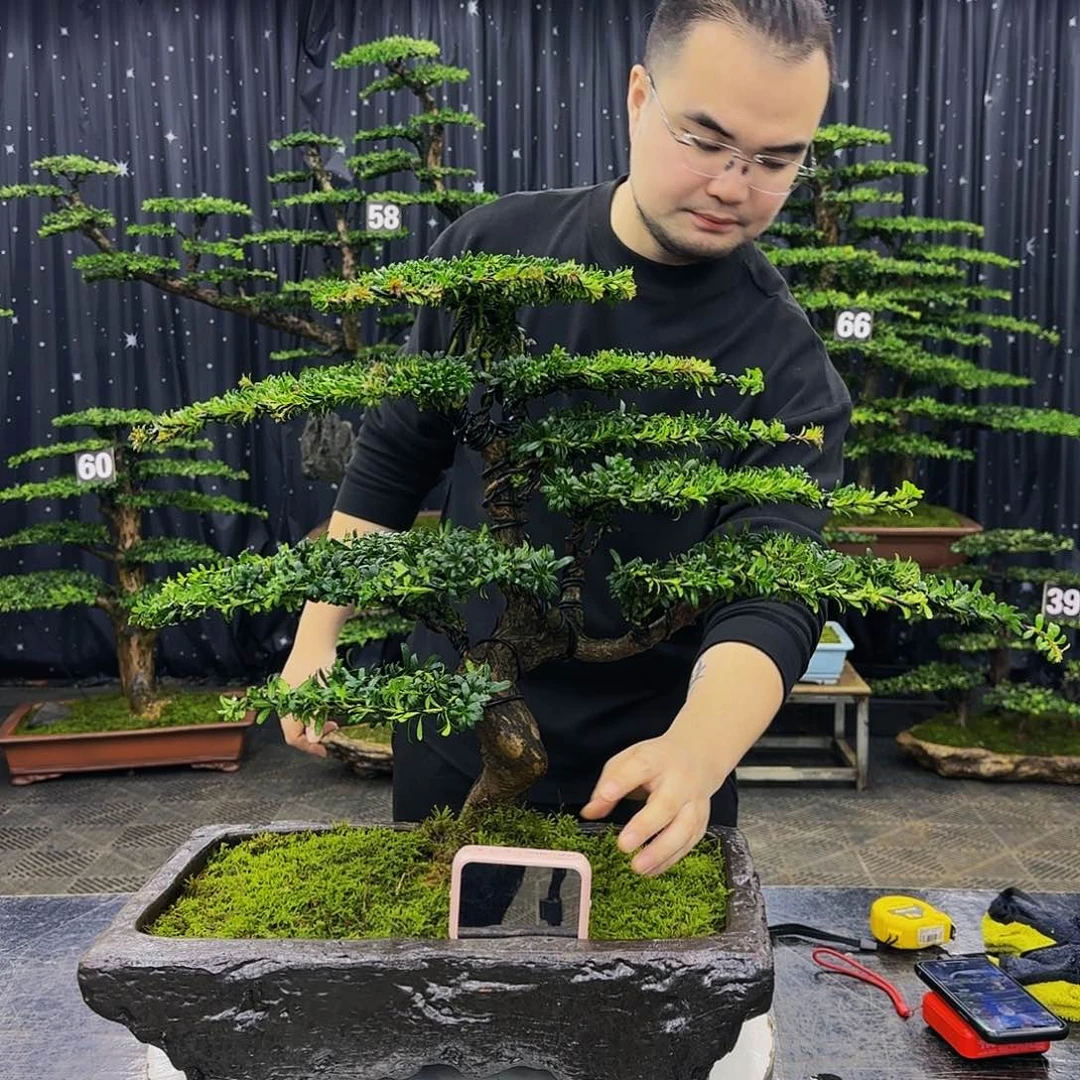 松树柏树造型盆景