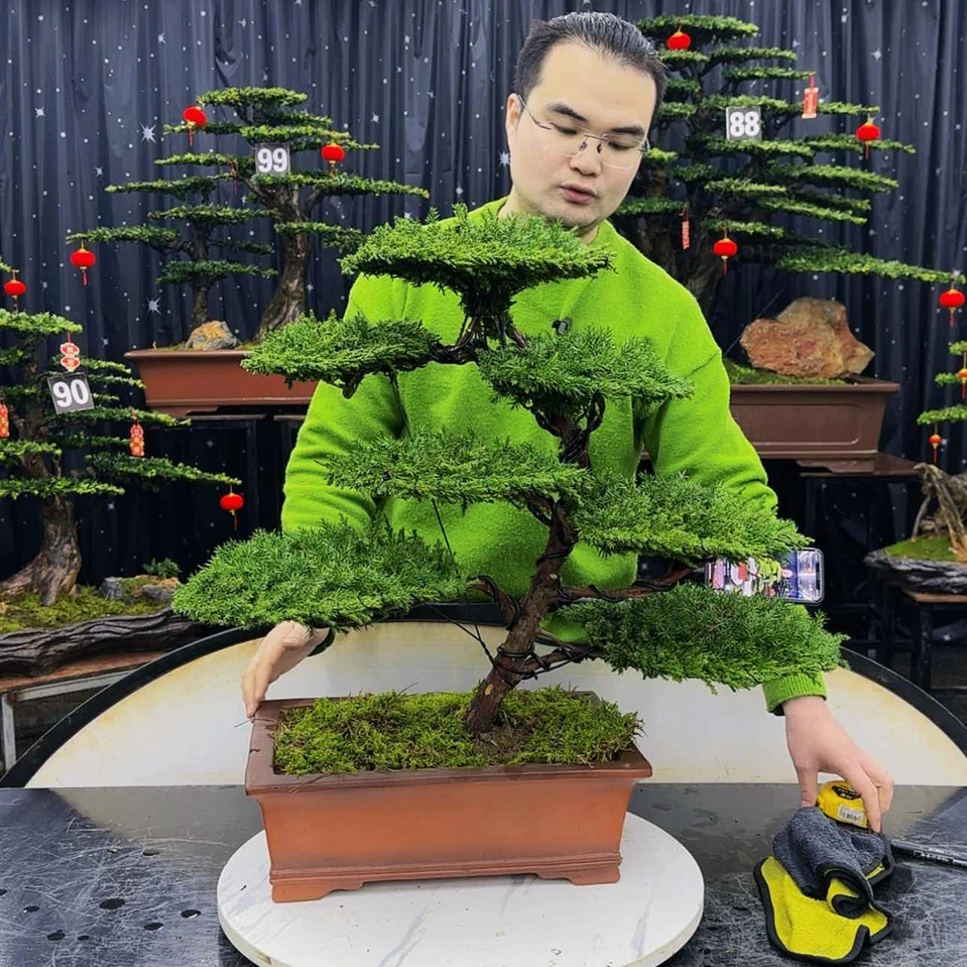 【闪购商品】高端盆景
