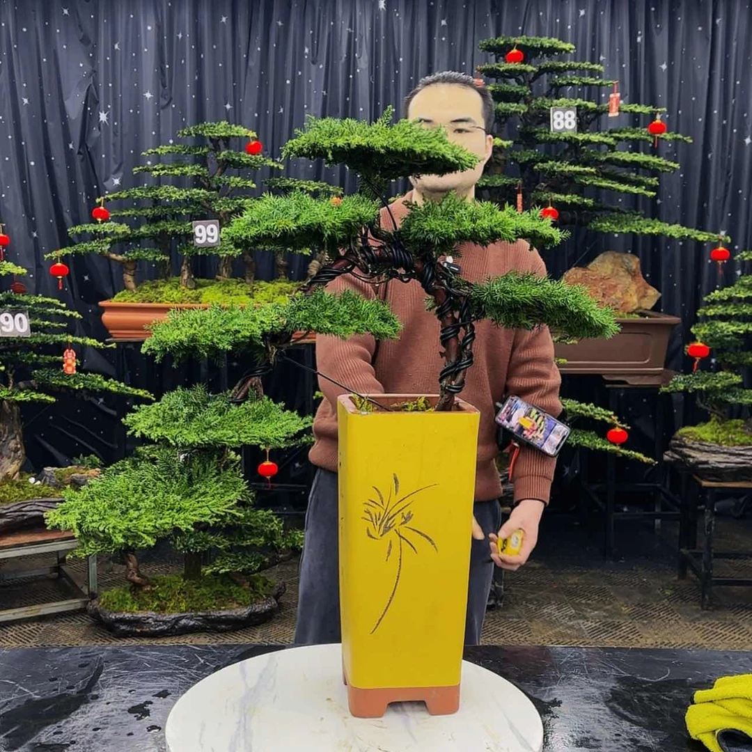 【闪购商品】高端盆景