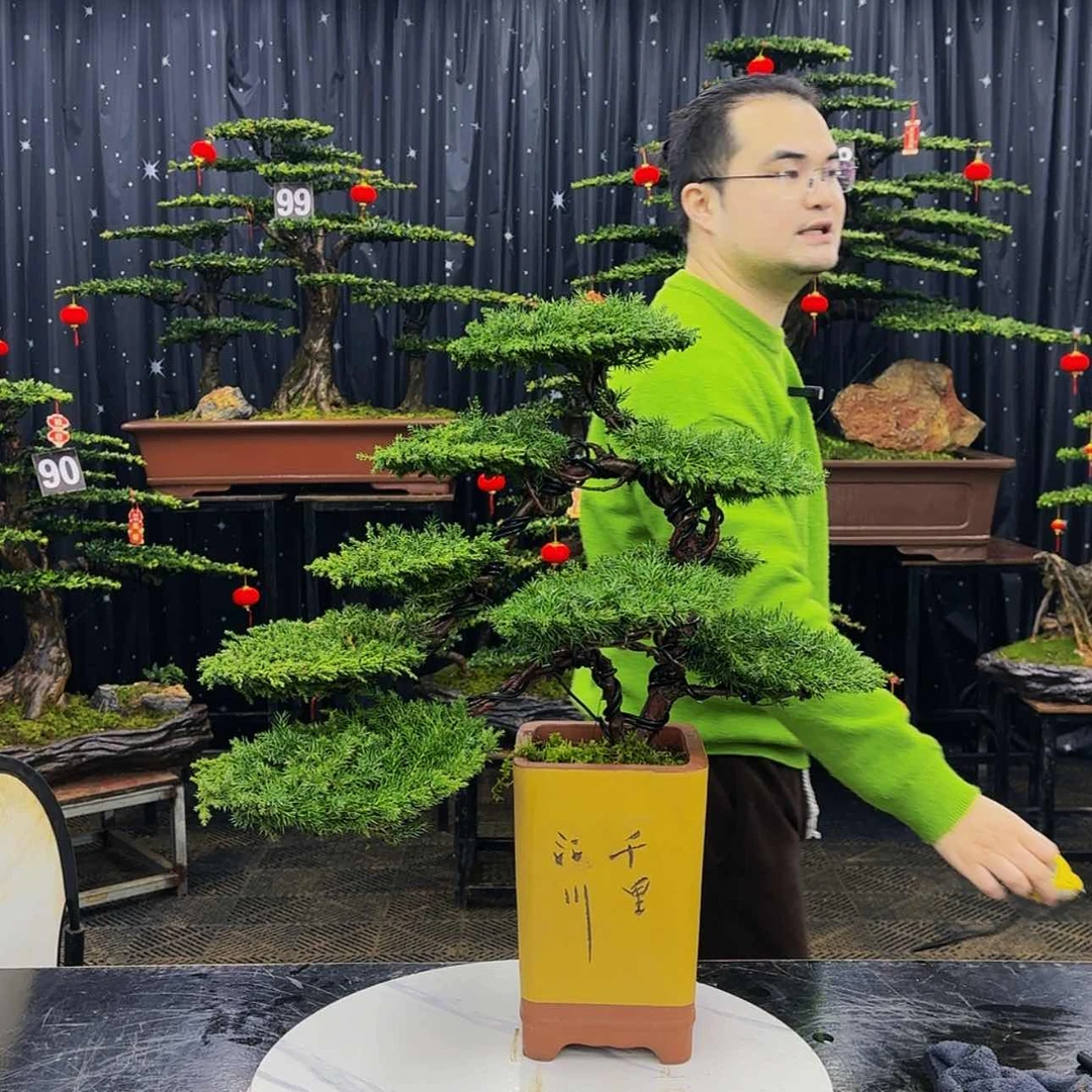 【闪购商品】高端盆景
