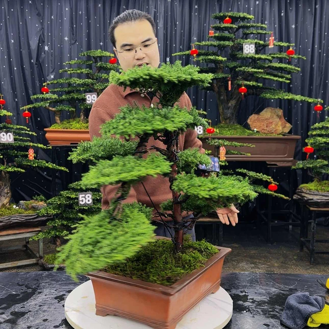 【闪购商品】高端盆景