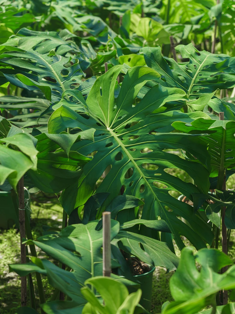 老桩大叶龟背竹大盆栽基地直发净化空气吸甲醛