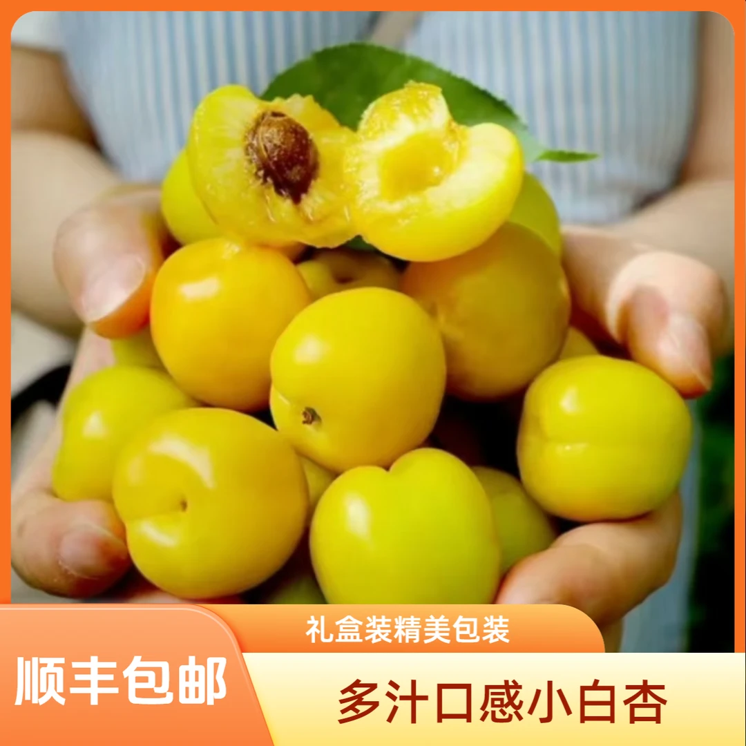 乐疆果园精品多汁口感小白杏
