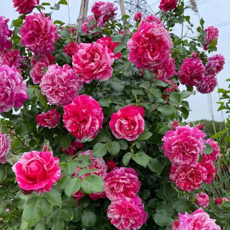 【顺丰包邮】伊蕾沙斯特月季四季开花勤花抗病耐热浓香大花欧月