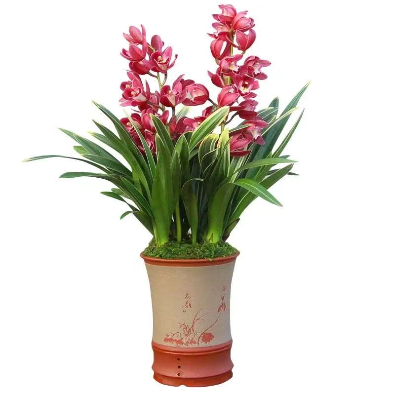 翁源兰花 中国龙 室内精品花卉绿植盆栽基地直发好养易活阳台开花