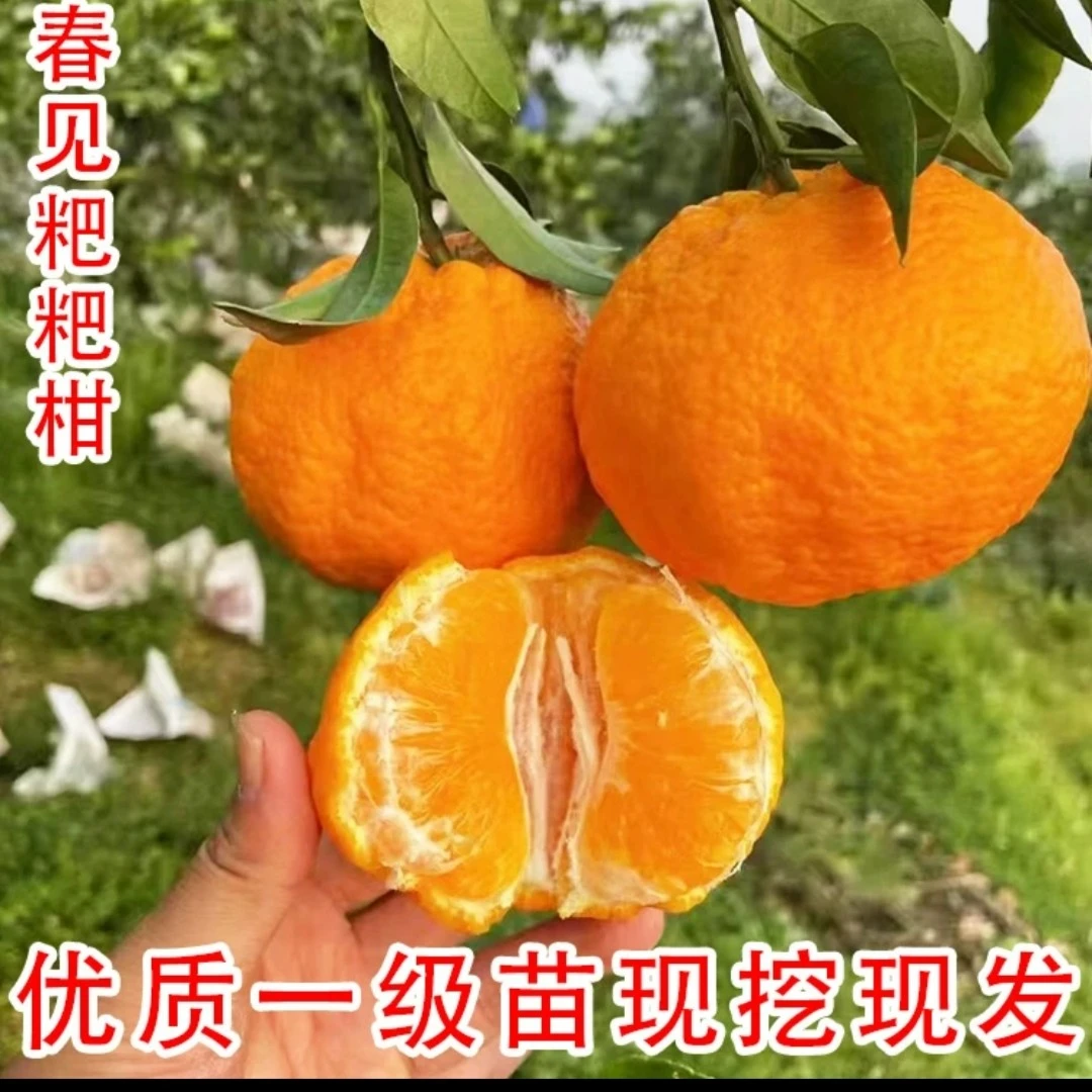 特大春见耙耙柑树苗丑柑橘橘子树耙耙柑苗南北方种植盆栽地栽树苗