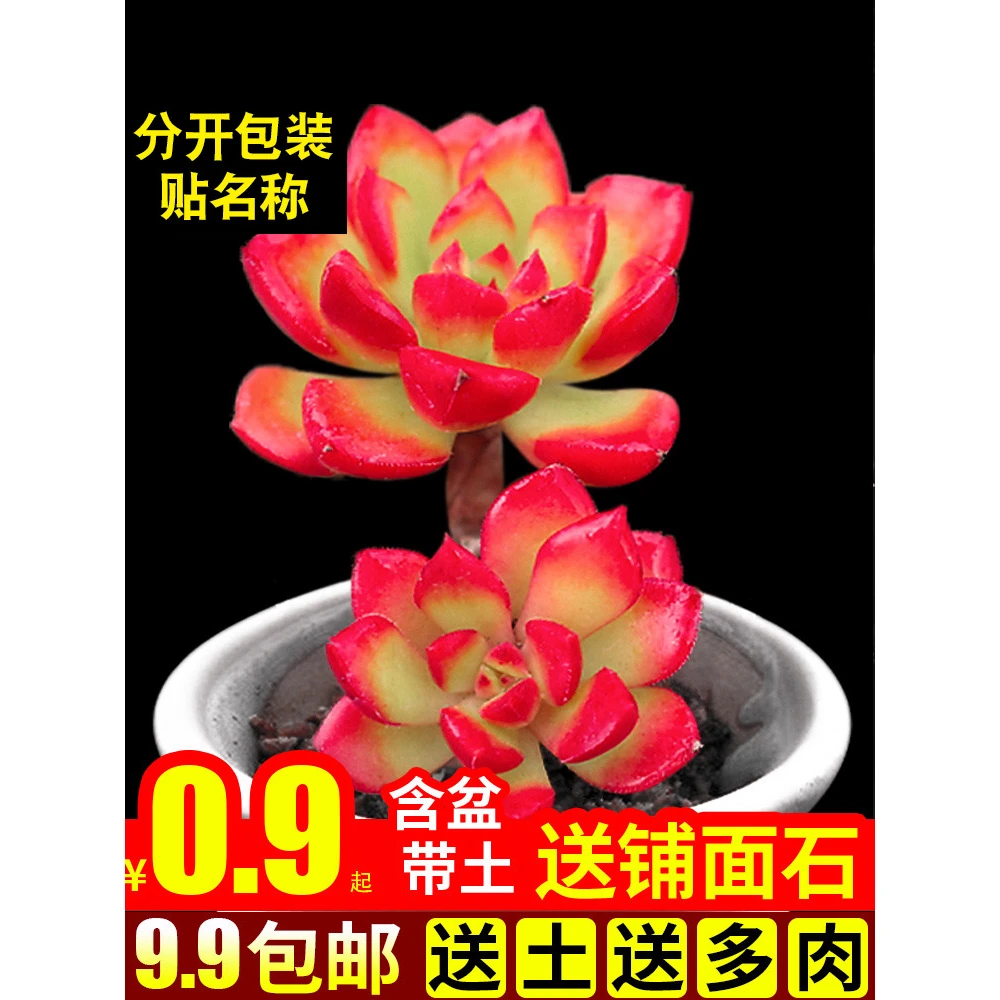 多肉植物组合盆栽绿植花卉办公桌含盆带土肉肉蒂亚绿焰大颗防辐射