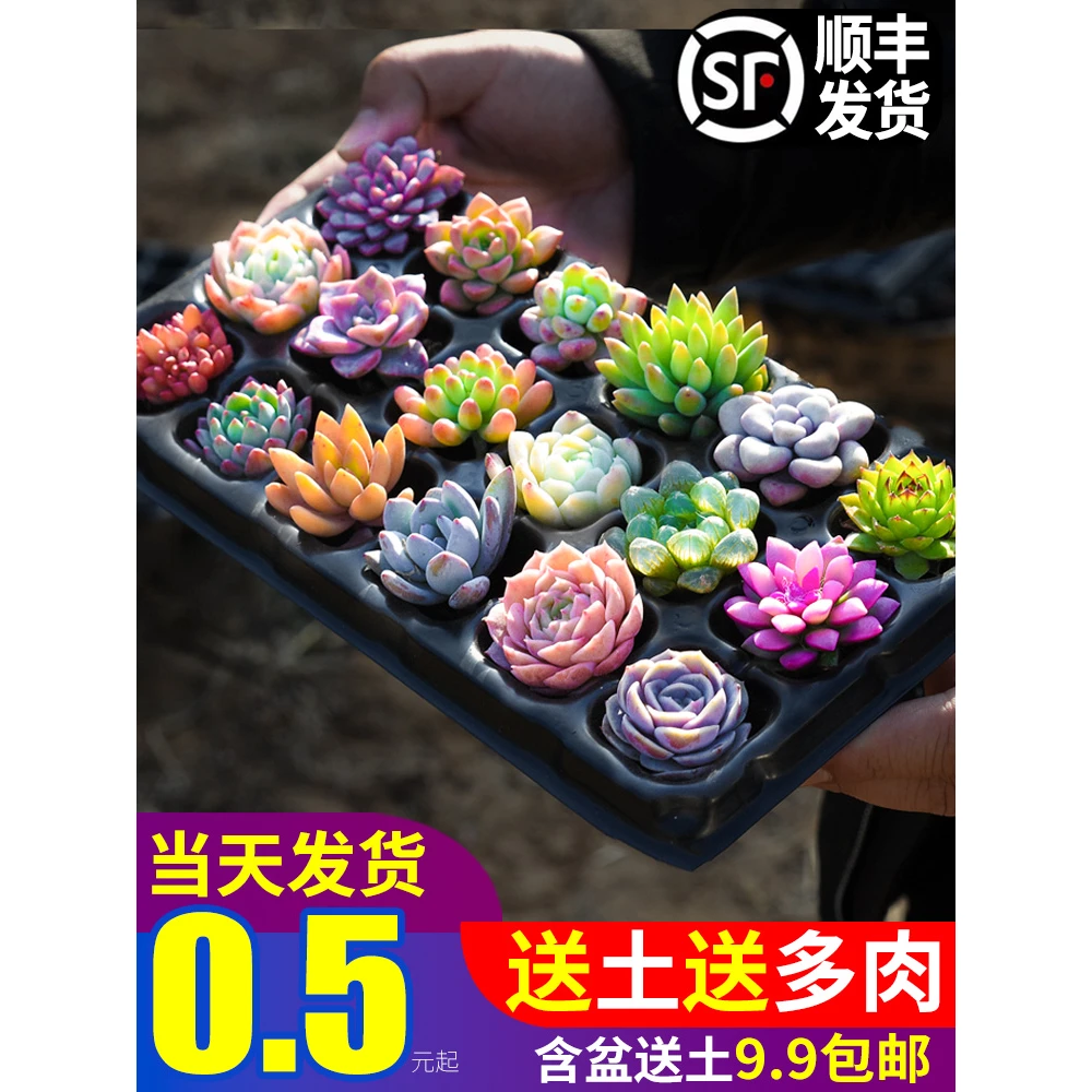 多肉植物组合盆栽室内玉露秋季肉肉迷你花卉绿植办公桌面含盆带土