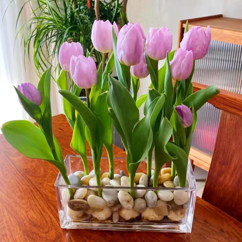 5颗郁金香种球水培套装玻璃瓶耐寒多年生四季种植水养盆栽花卉
