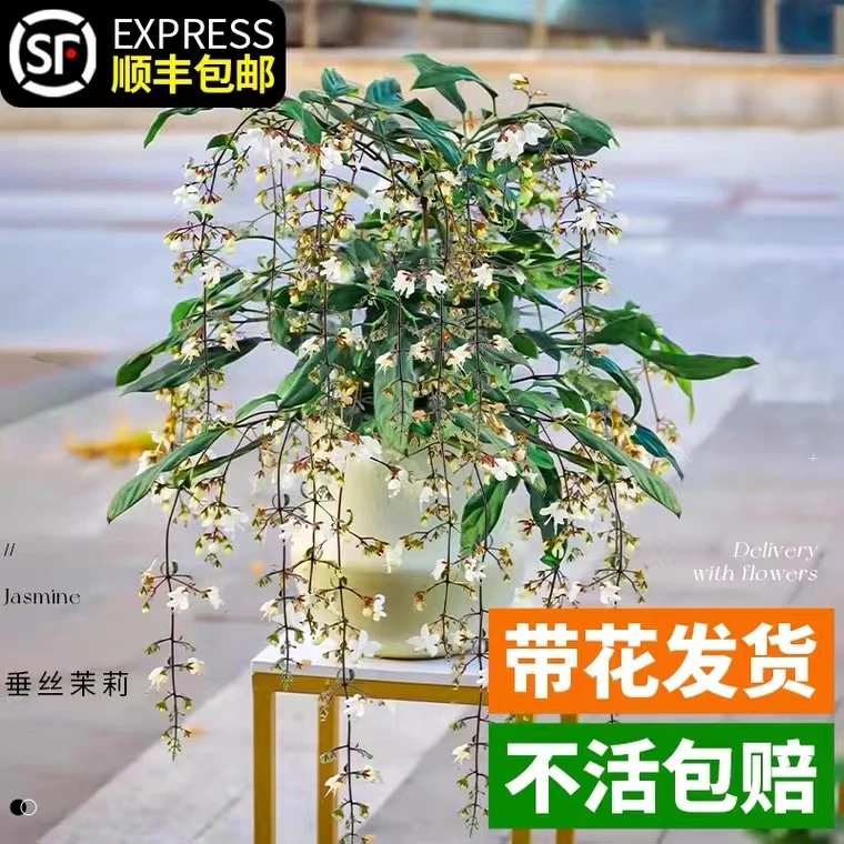 垂丝茉莉风车茉莉花盆栽进口垂吊带花苞大苗四季开花室内绿植好养