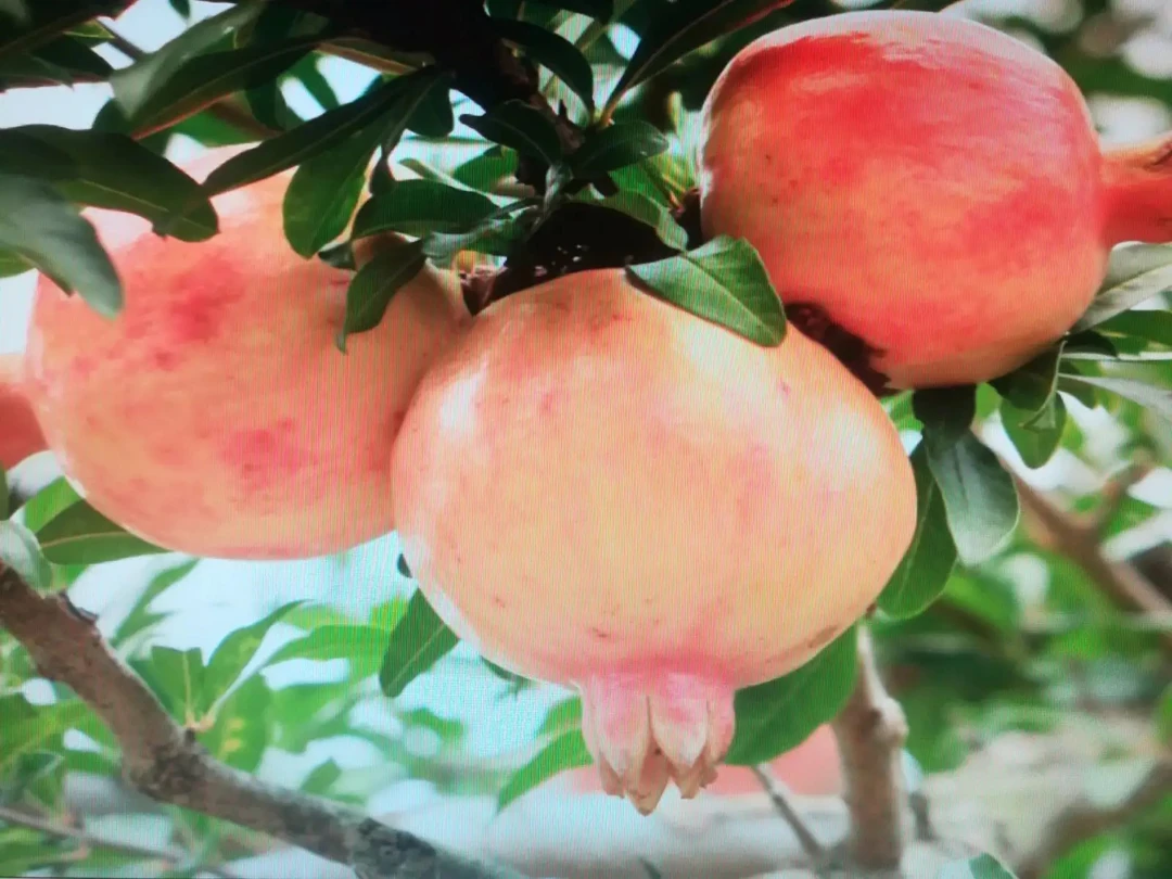 怀远红玛瑙石榴净重9斤