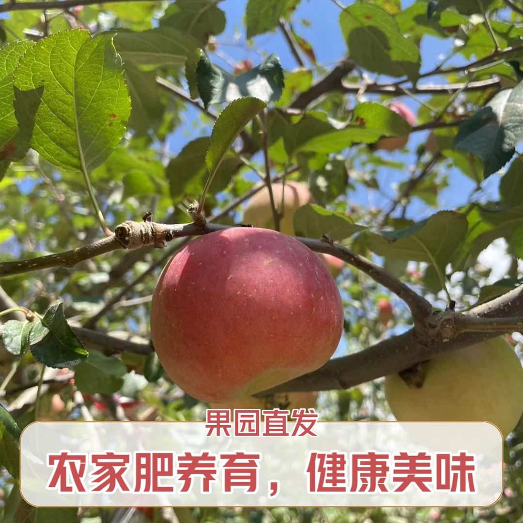 汉源高山丑苹果红富士红将军60-90mm脆甜酸甜可口5斤包邮无糖心