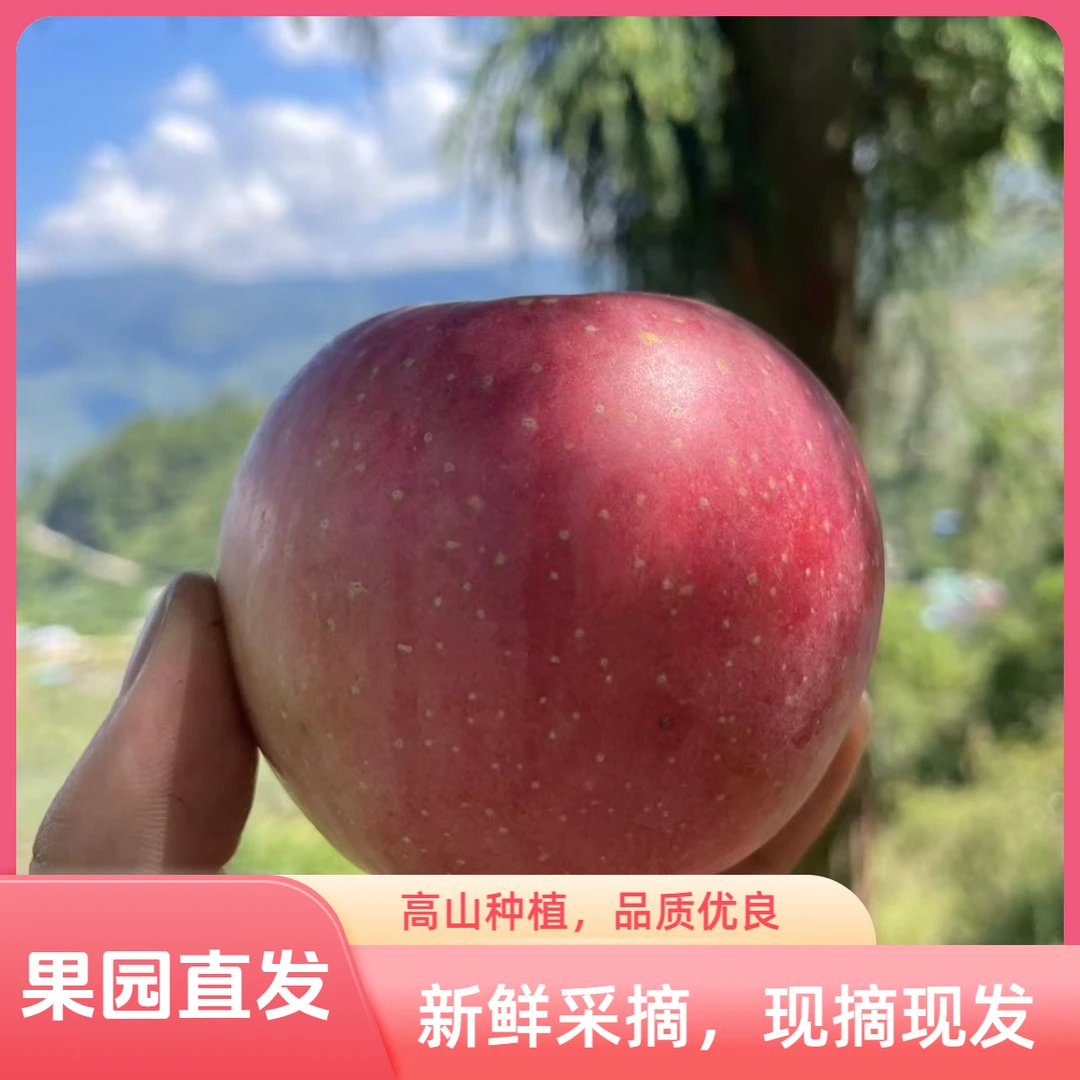 四川汉源丑苹果高山种植现摘现发脆甜酸甜可口5斤包邮