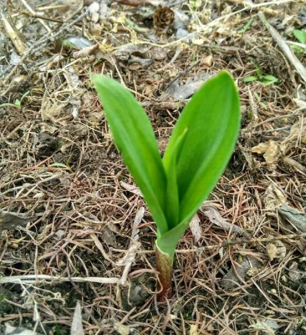 大兄弟严选【山葱苗】25 棵
