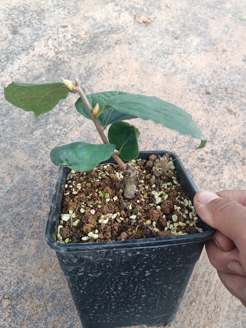 老鸦柿盆景素材东方不败218带花芽苗