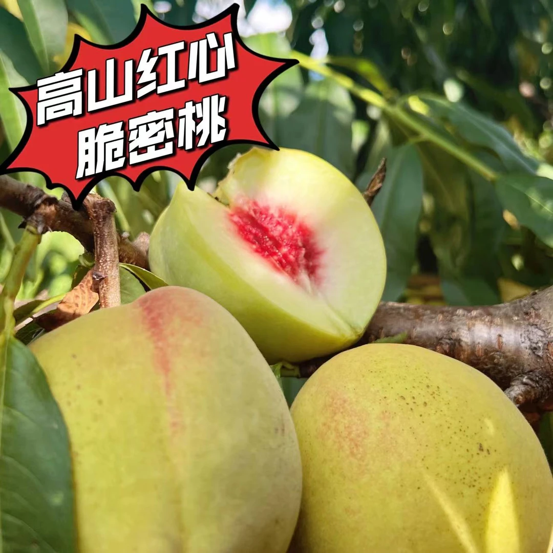 秭归高山青皮红心脆蜜桃不脱核5斤中果装包邮