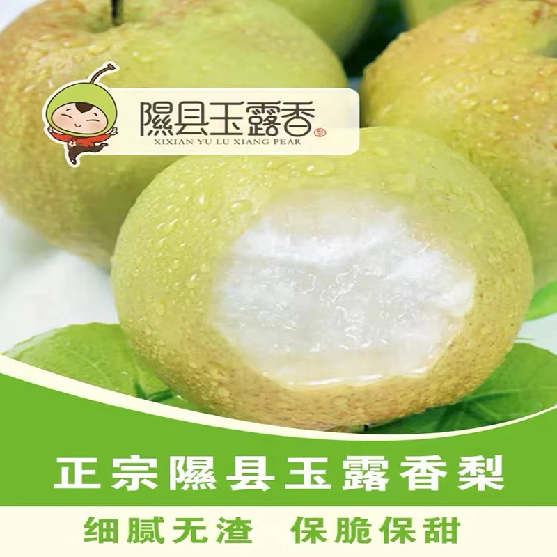 正宗隰县玉露香梨12颗礼盒装净重约8斤/箱皮薄汁水多新鲜甘甜香甜