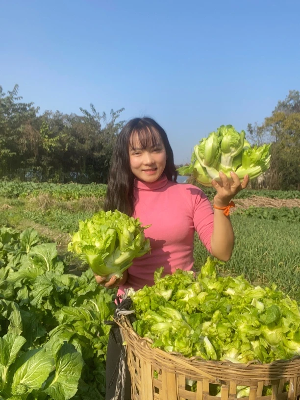 四川农家新鲜儿菜抱儿菜新鲜采摘现砍现发南充菜蔬菜当季新鲜蔬菜