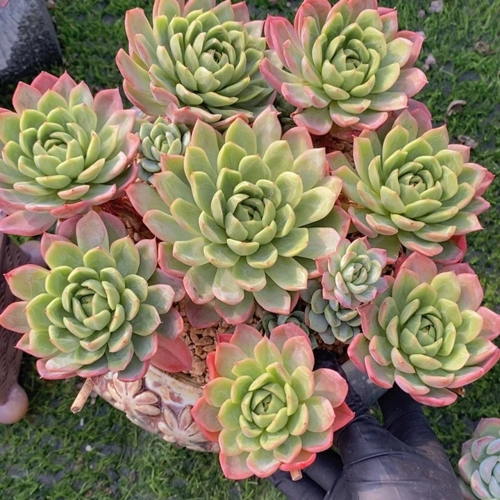 七里香 一物一拍的我觉得喔