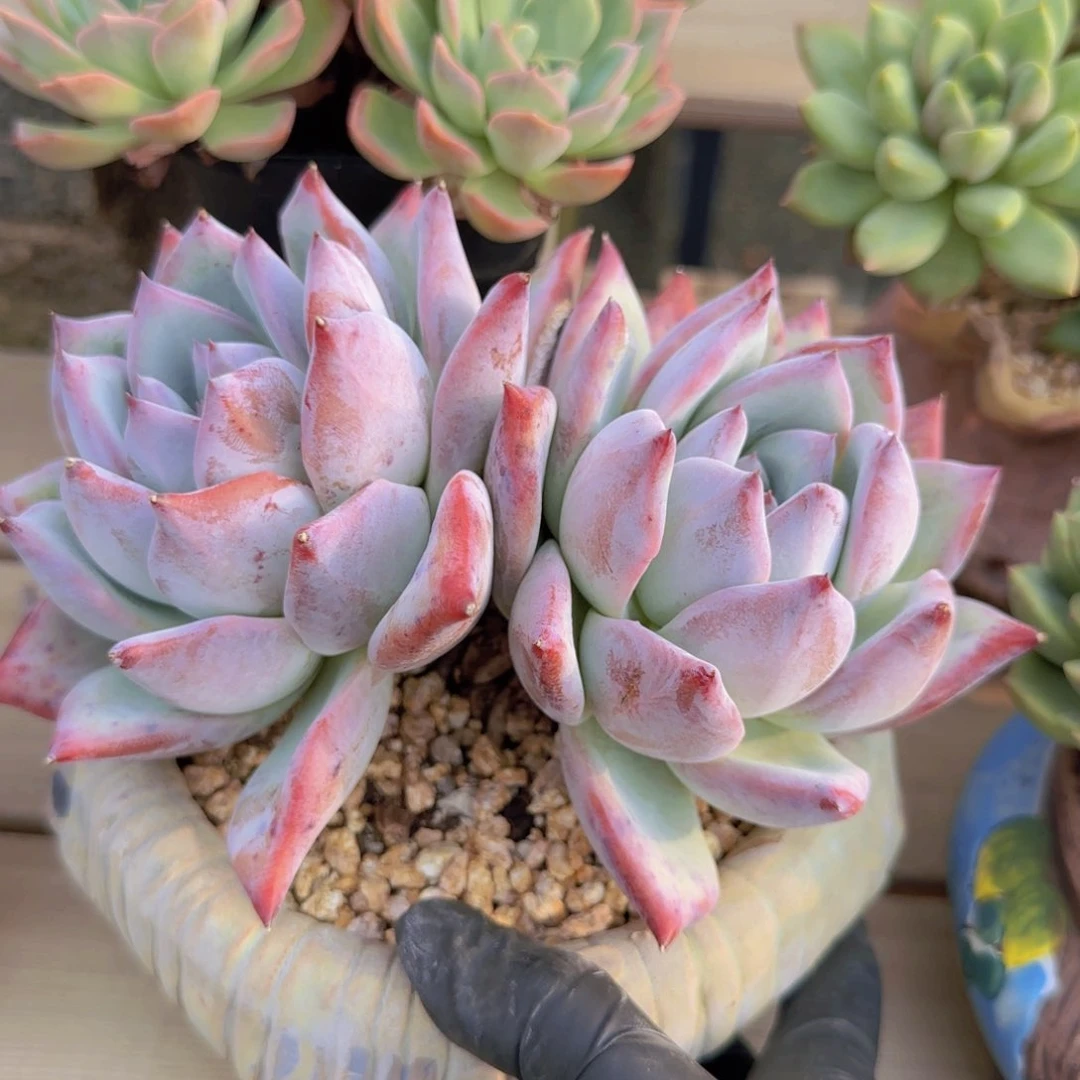 紫卡 一物一拍的哟