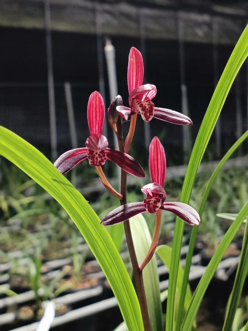 建兰墨宝紫蜻蜓经典紫红花兰花绿植盆栽
