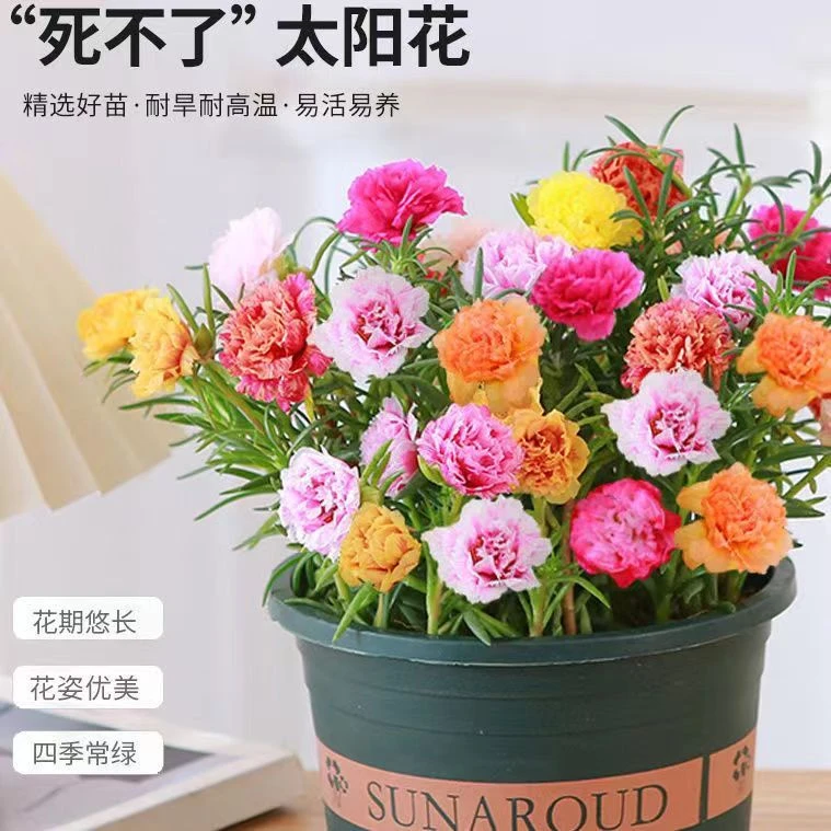 重瓣太阳花盆栽苗大花带根带花苞四季开花植物室内室外好养花卉
