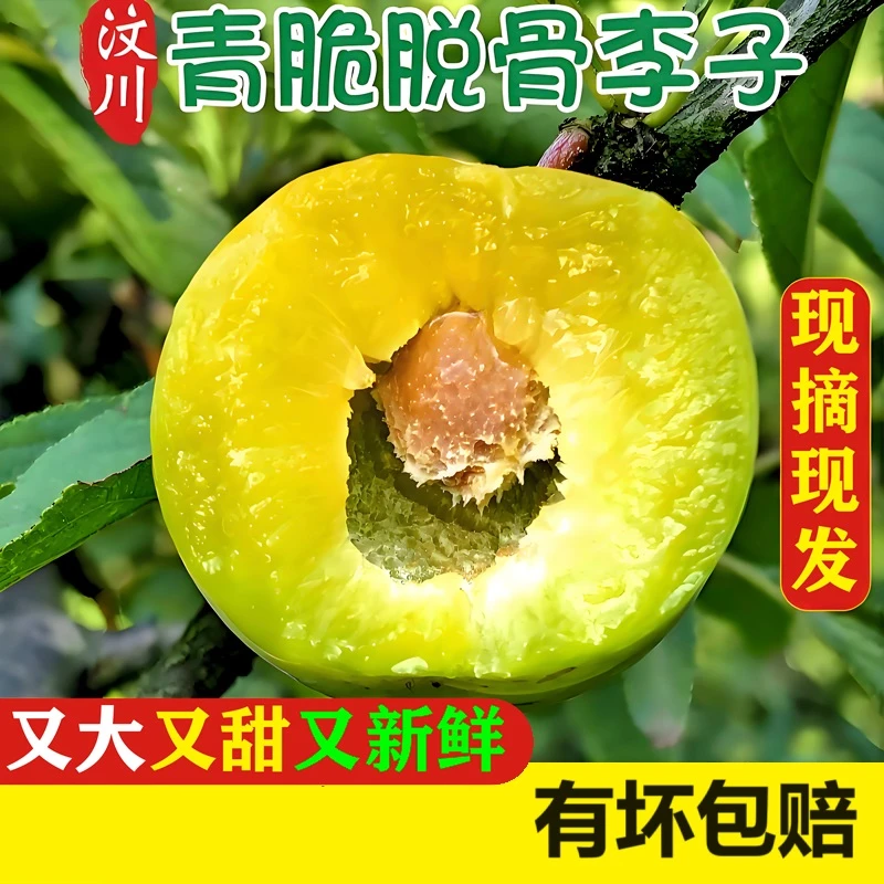 【顺丰】四川汶川青脆李子脱骨李子正宗高山脆甜李新鲜水果3斤5斤
