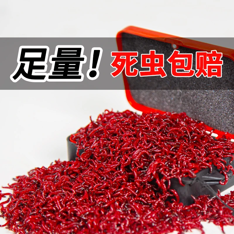 红虫活饵鲜活虫野钓鲫鱼专用秋冬季钓鱼拉饵生鲜腥味饵料蚯蚓鱼饵
