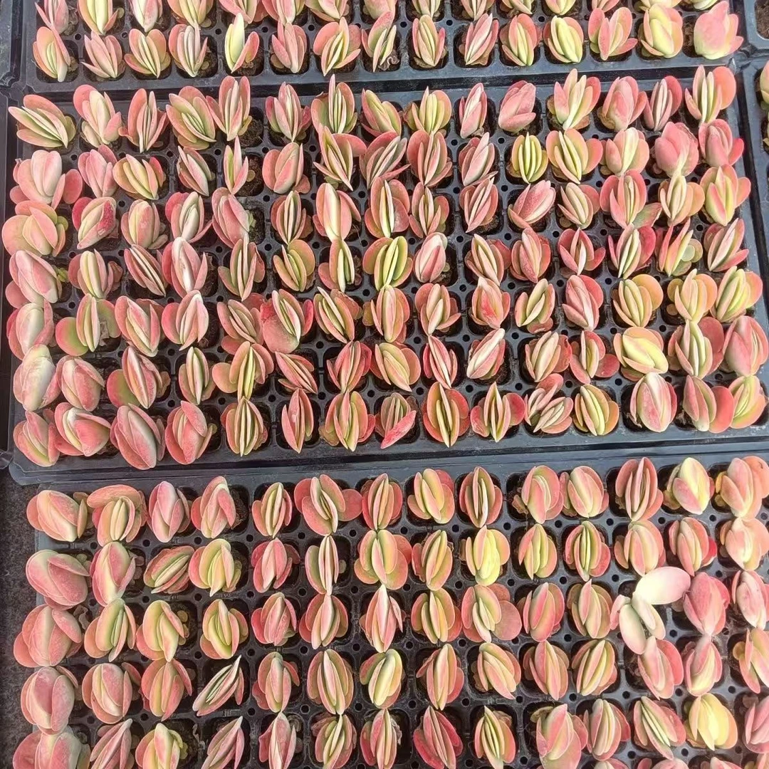 多肉植物唐印肉肉植物室内绿植花卉盆栽防辐射肉肉植物