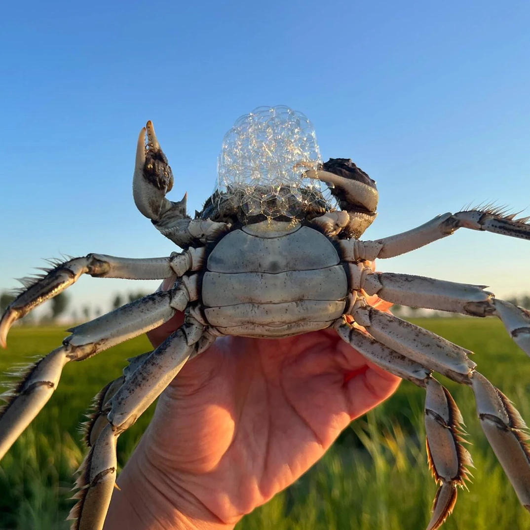 【活蟹】缘信启盘锦稻田蟹母蟹1.1—1.3两/只  10只送5只顺丰包邮