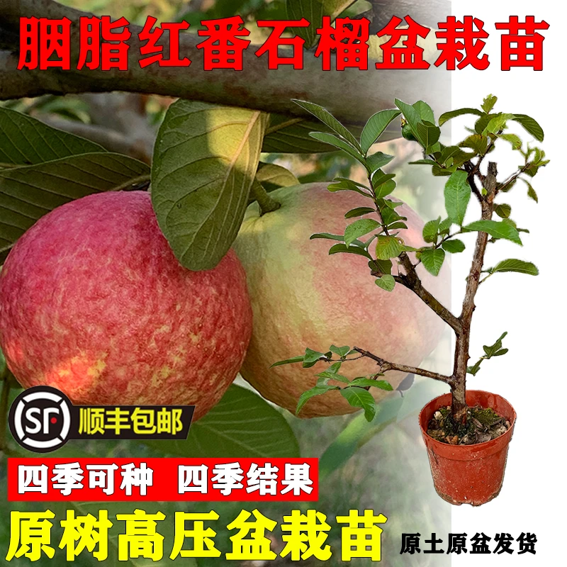 增城正宗胭脂红番石榴盆栽果树苗带盆带土四季结果原盆发货修剪