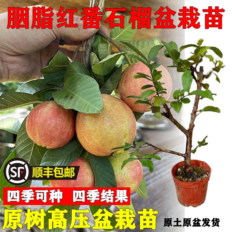 增城正宗胭脂红番石榴盆栽果树种植盆栽果苗带盆带土四季原盆修剪