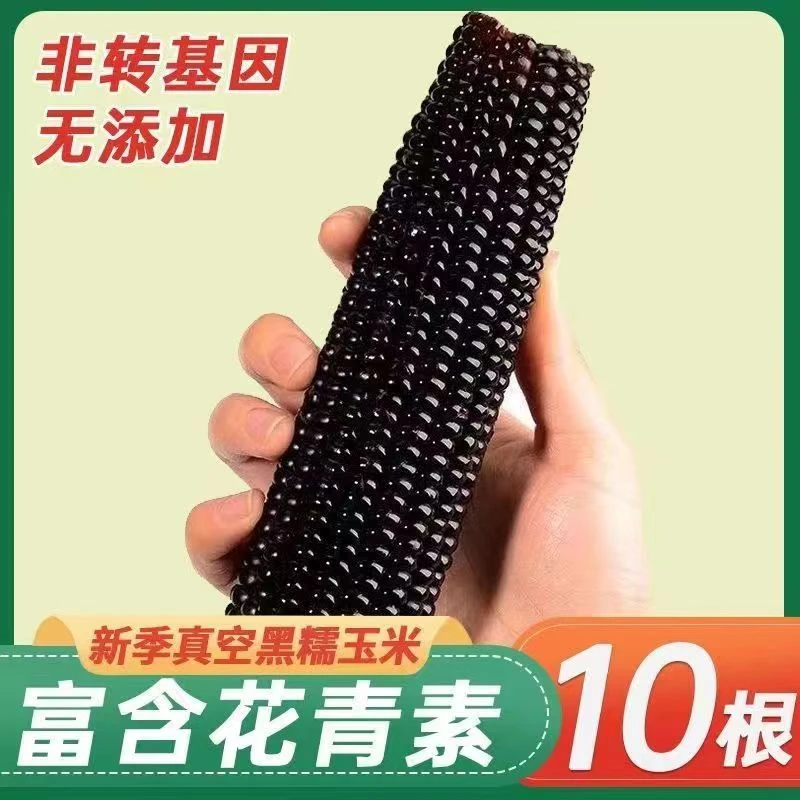 黑糯玉米棒子整箱10棒5-6斤软糯香甜糯玉米