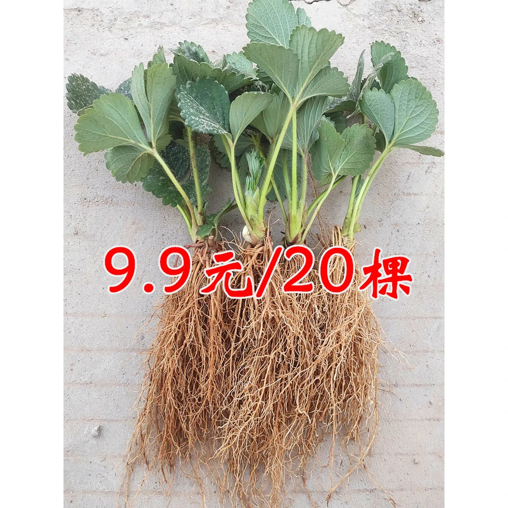 草莓苗秧盆栽四季结果冬季丹东红颜奶油玄玉大新草莓秧苗南方