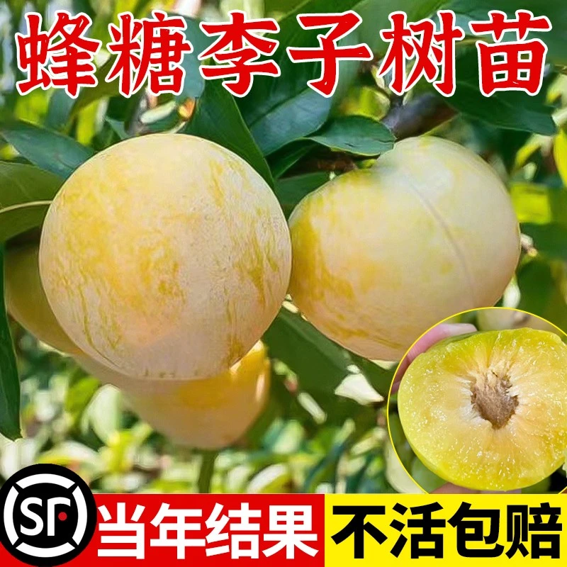 蜂糖李子树苗嫁接特大脱骨青脆庭院种黄金正宗三华果树李子树苗