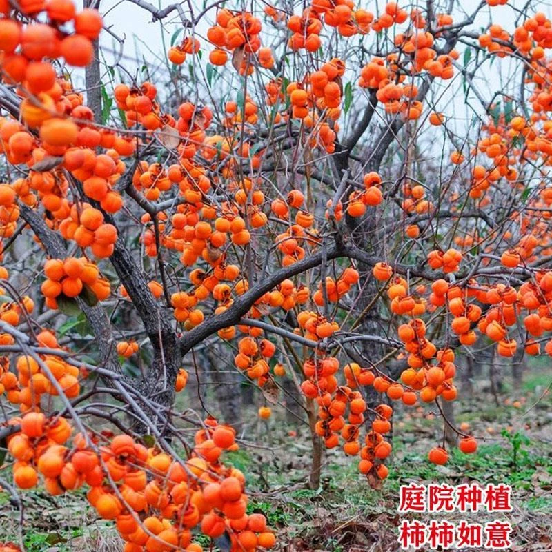 柿子树庭院果树甜脆柿子苗南方北方种植当年结果特大老桩盆景果苗