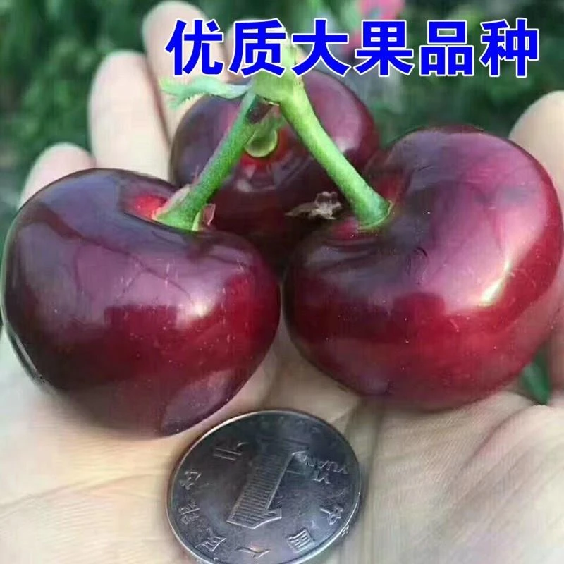 车厘子树苗樱桃树苖南方北方种植盆栽庭院果树当年结矮化大樱桃苗