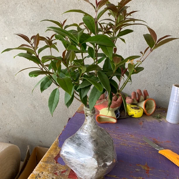 嫁接桂花四季开花檀香月桂天香台阁八月金桂丹桂沉香等四季长青