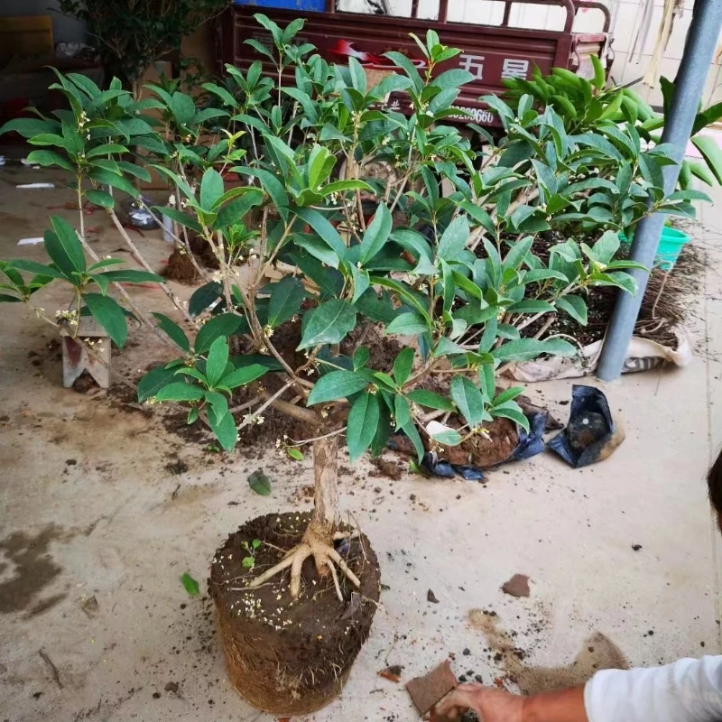 嫁接桂花四季长青开花好养活浓香型金桂沉香天香台阁庭院花卉绿植