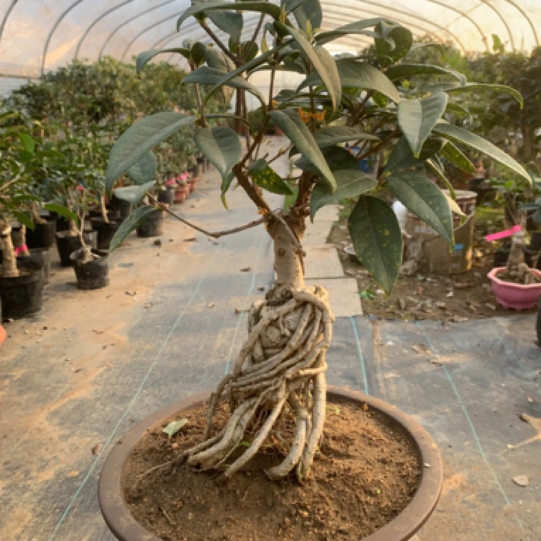 四季丹一物一拍嫁接桂花盆栽盆景苗绿植阳台花卉耐寒耐旱好养活