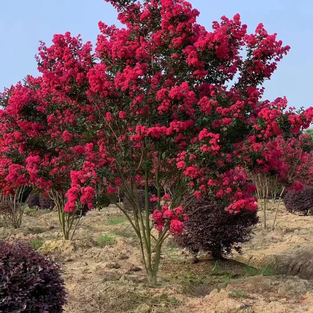 庭院紫薇原生天鹅绒老桩红火箭紫薇耐寒耐旱易成活花期长花量大