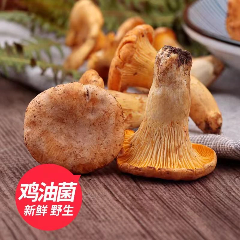 2025年云南楚雄本地菌新鲜野生菌鸡油菌